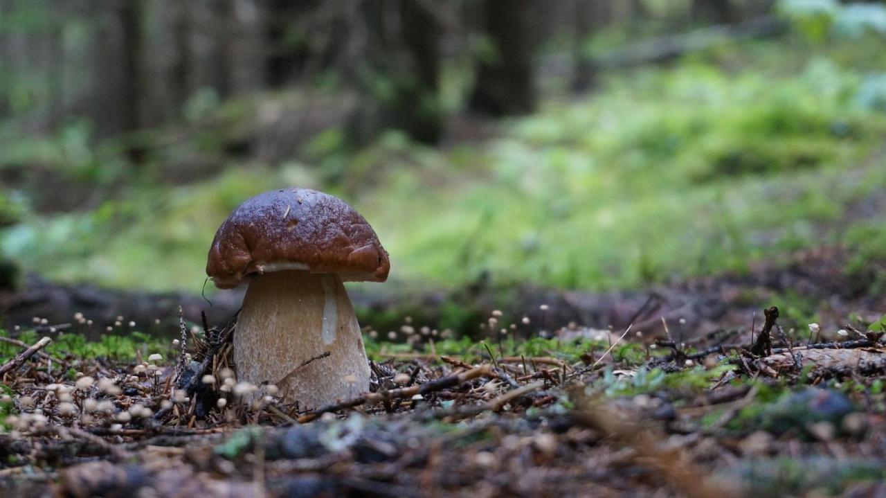 Le Vallon D'Armandine, Gite Ecologique Auvergne Saint-Hilaire  외부 사진